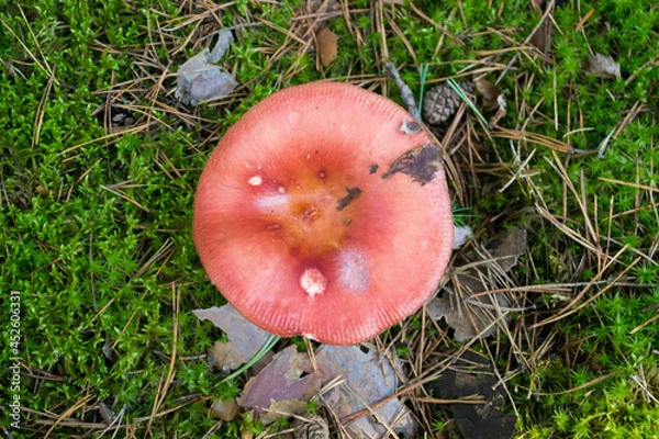 Obraz Red Russula  mushroom