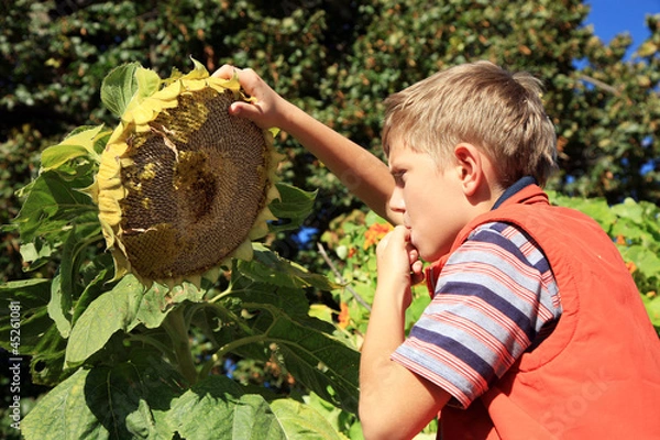 Obraz Boy eating sunflower seeds