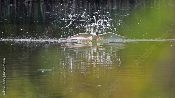 Fototapeta common tern at moment diving into water