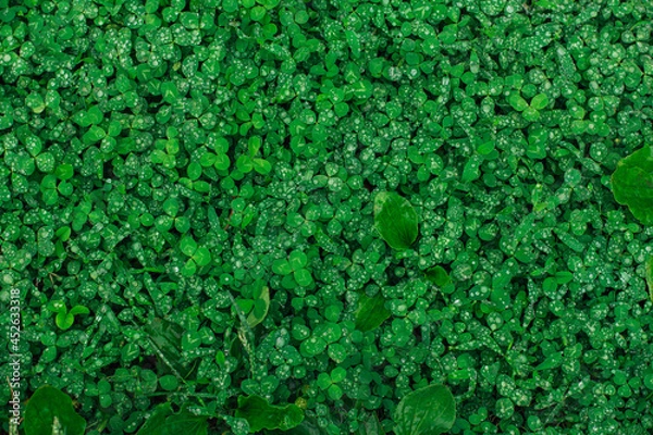 Obraz Green natural grass clover with rain drops. Seamless texture