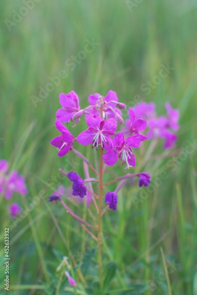 Fototapeta pink flower 
