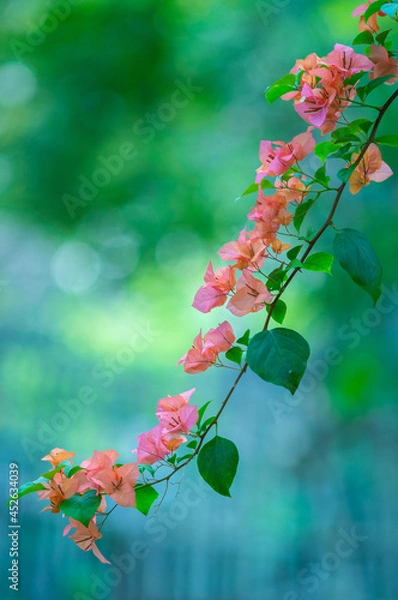Fototapeta Bougainvillea bloom 