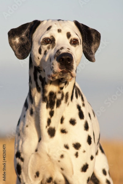 Fototapeta Dalmatiner