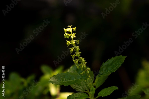 Fototapeta Macro view Basil flower with dark background