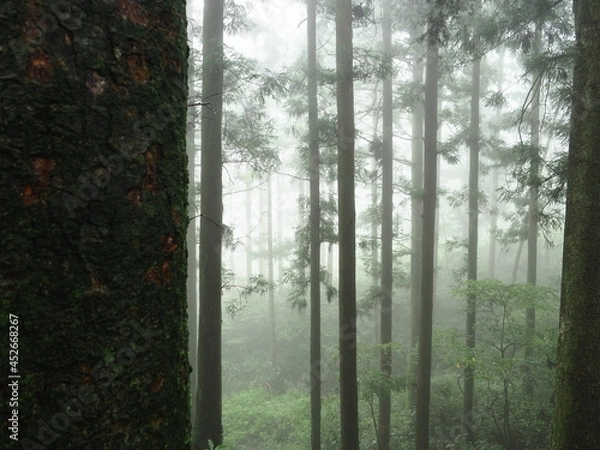 Obraz 霧に包まれた森の木