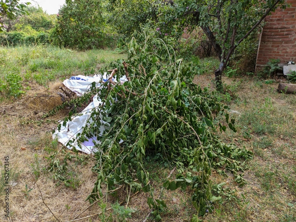Obraz Pile of rubbish and branches in the middle of the yard