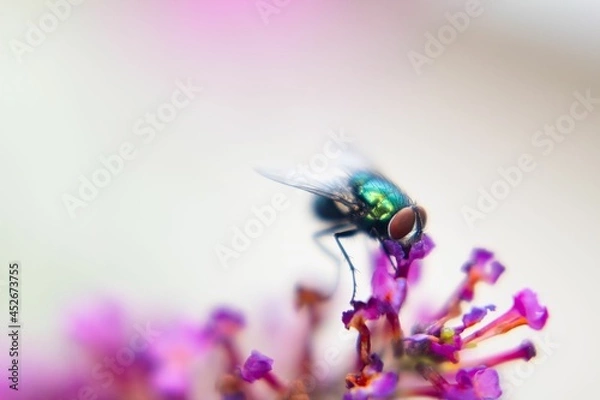 Obraz Lucilie soyeuse