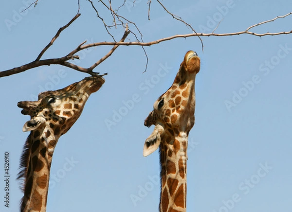 Obraz Giraffes Stretched to the Limit
