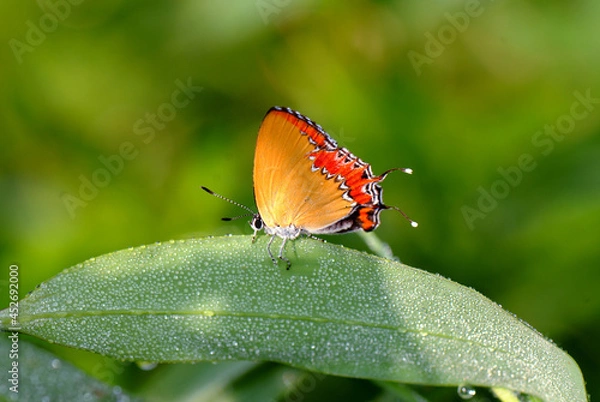 Obraz butterfly on a leaf