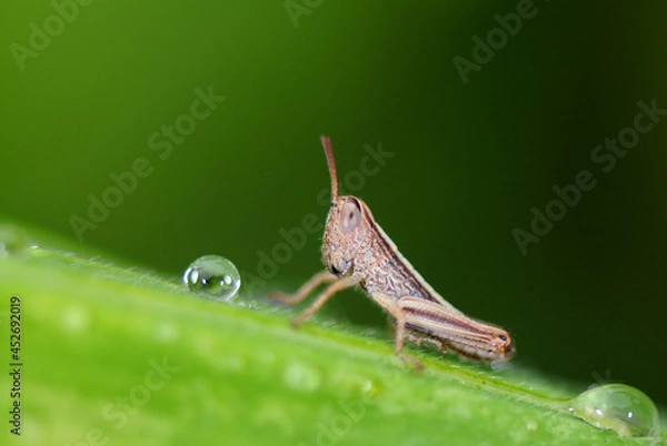 Obraz grasshopper on leaf
