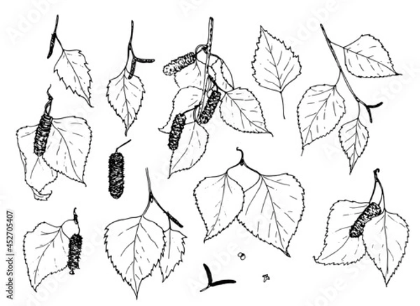 Fototapeta Vector set of birch twigs of leaves and buds. A collection of twigs with leaves and buds of a birch tree is drawn in a sketch style black outline on a white background for a design template for natura