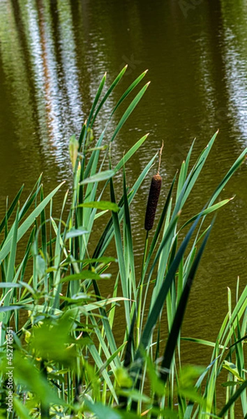 Fototapeta Typha latifolia on a background of green grass in the park. High quality photo