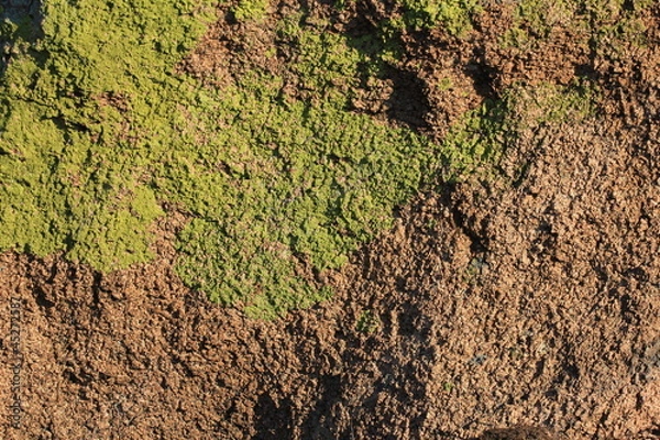 Obraz Камень,покрытый зеленым лишайнико