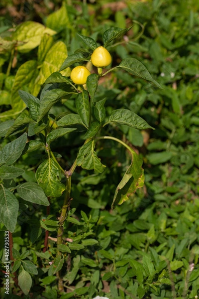 Fototapeta yellow peppers in the garden in Bistrita, Romania, August 2021