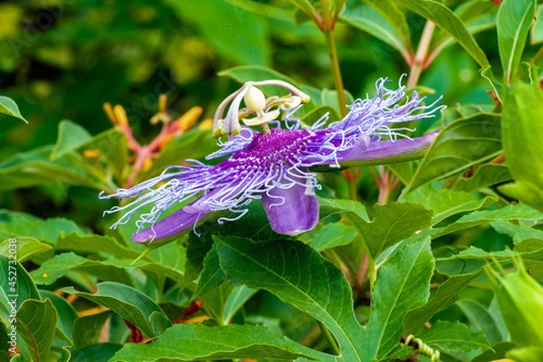 Obraz Passion flower