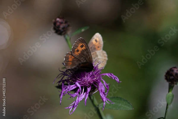 Obraz Papillon au repos