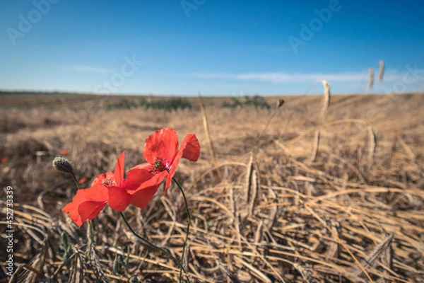 Obraz Maki polne w słoneczny dzień