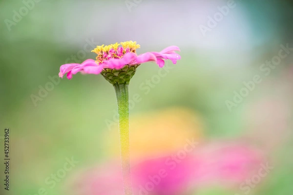 Obraz Zinnia Close up
 