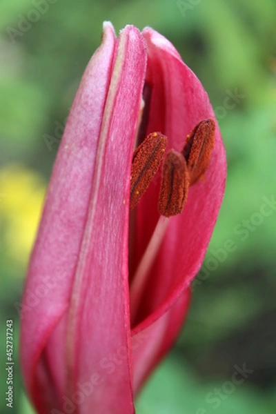 Fototapeta Pink lily