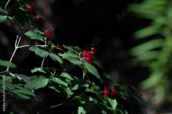 Obraz Feuille en sous bois