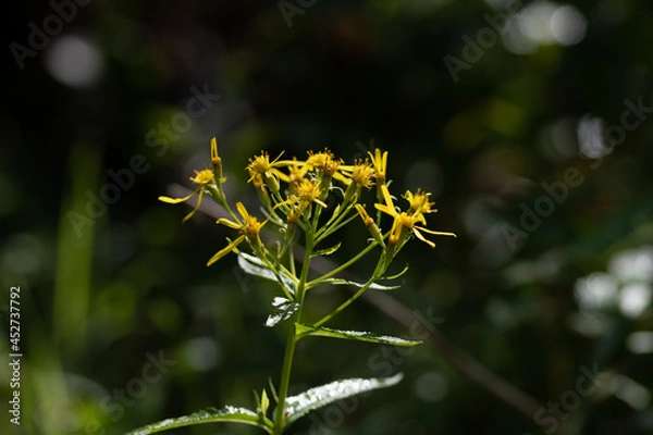 Obraz Fleurs des champs 01