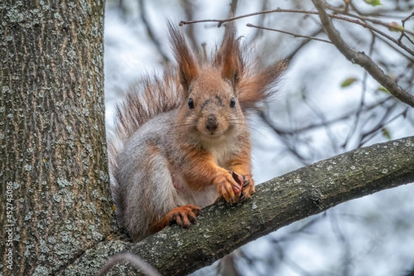 Fototapeta The squirrel with nut sits on a branches in the spring or summer.