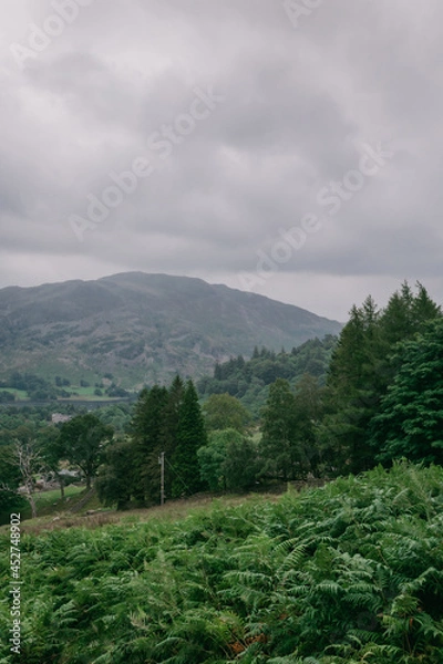 Obraz forest in the mountains