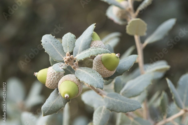 Fototapeta Quercus ilex subs ballota still immature green acorns with green oak leaves with bluish tones on defocused green background