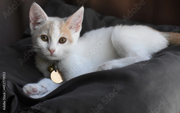 Fototapeta young kitten portrait