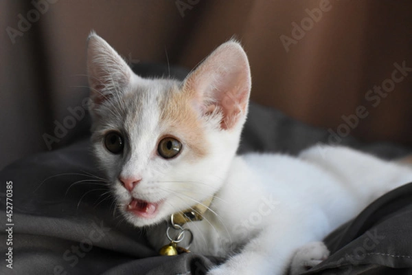 Obraz Oh snap! kitten with shocked expression