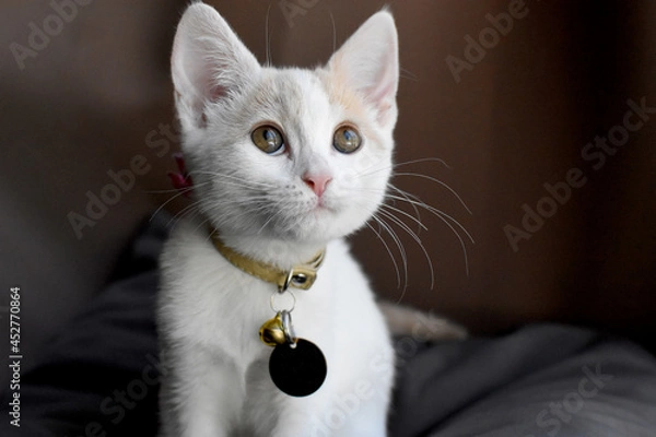 Obraz cute light dilute calico kitten