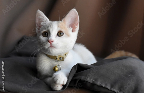 Obraz adorable kitten portrait