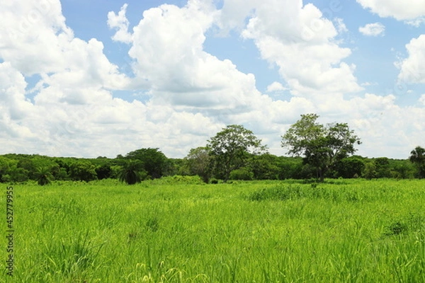 Fototapeta green field and blue sky