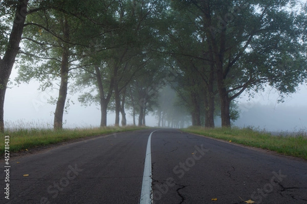 Fototapeta A lonely foggy road cutting through a thick and quiet wood.