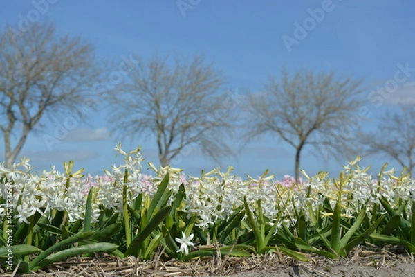Fototapeta white hyacinth with green leaves in spring time with blue sky background