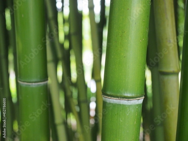 Obraz bamboo forest wallpaper background green