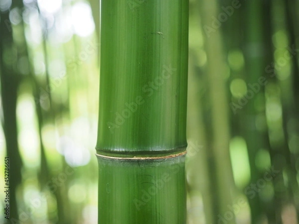Obraz bamboo forest wallpaper background green
