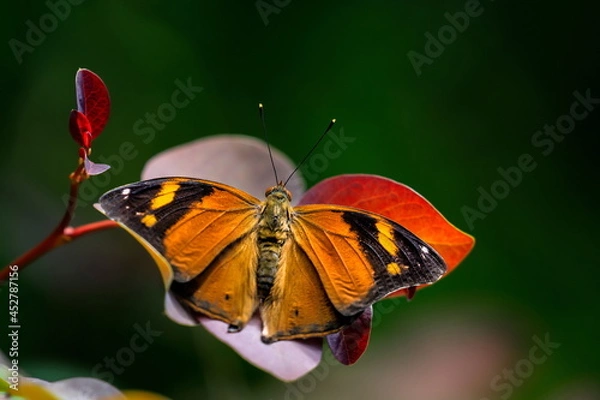 Fototapeta Doleschallia bisaltide, The Autumn leaf, is a nymphalid butterfly found in South Asia, Southeast Asia, and Australasia. In Australia it is also known as The Leafwing.
