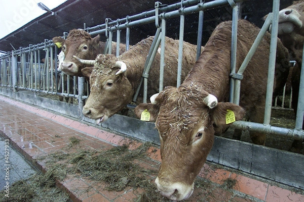 Obraz Kühe im Stall