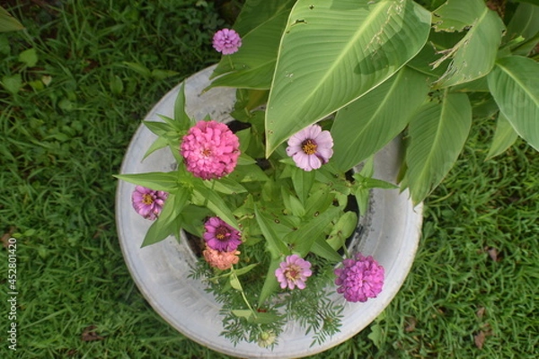 Obraz pink flowers in a pot