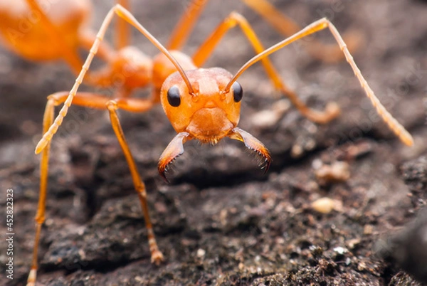 Obraz Red ant macro