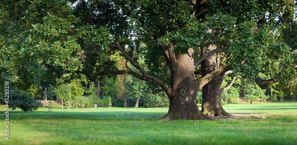 Obraz Strong old green oak tree in the park