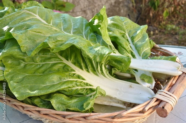 Obraz poirée  Blonde à carde Blanche