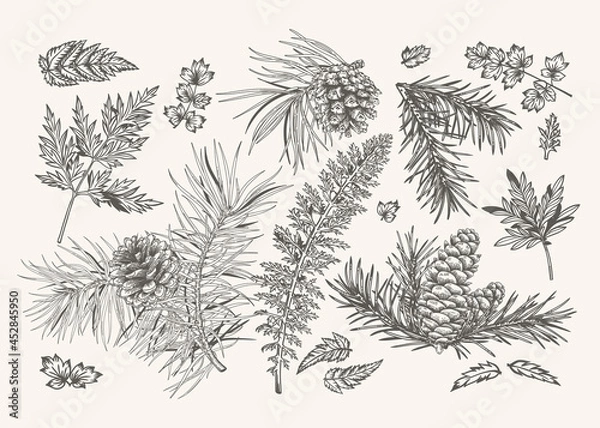 Fototapeta Winter set with fir and pine branches, cones, fern and leaves. Black and white.