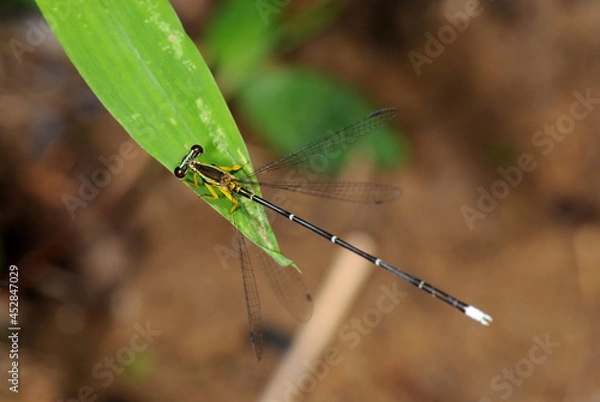 Obraz Damselfly on a leaf