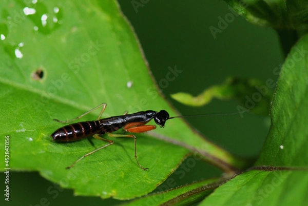 Obraz mantis on a leaf