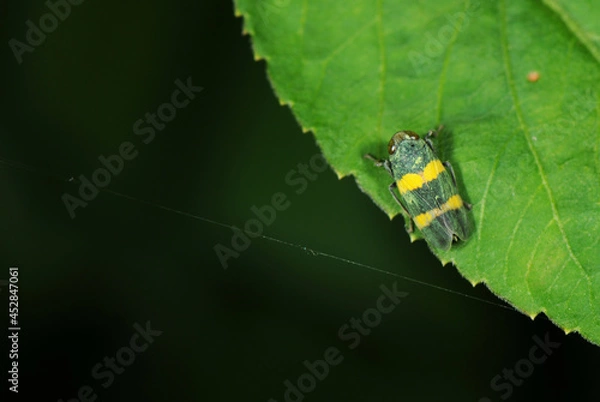 Obraz treehopper on a leaf