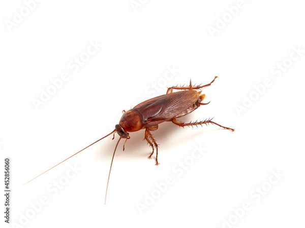 Obraz American cockroach on a white background. Periplaneta americana.