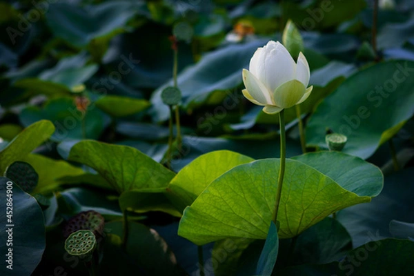 Obraz 진흙에서 자라지만 정갈한 연꽃