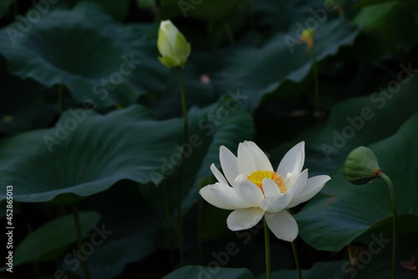 Obraz 진흙에서 자라지만 정갈한 연꽃